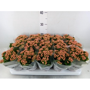 Kalanchoe  'MoreFlow Lillian'