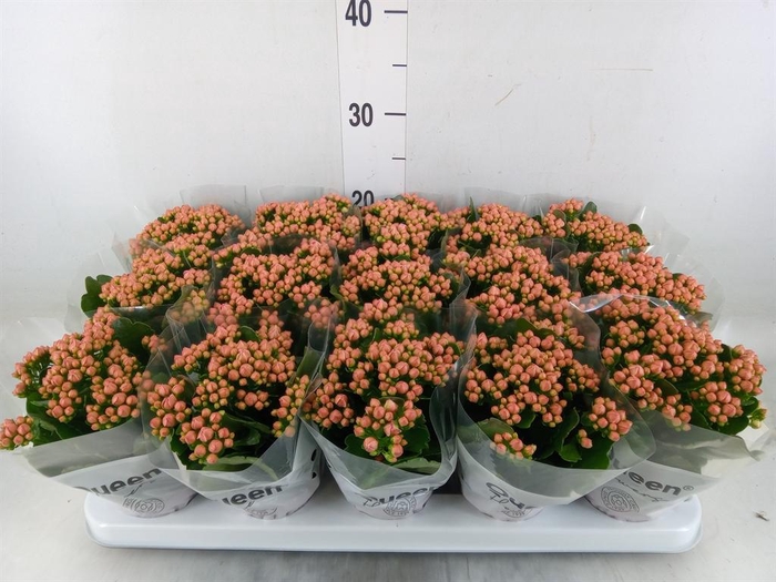 <h4>Kalanchoe  'MoreFlow Lillian'</h4>