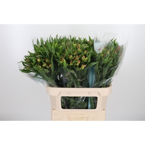 Alstroemeria Pink Paradiso 60 Gram