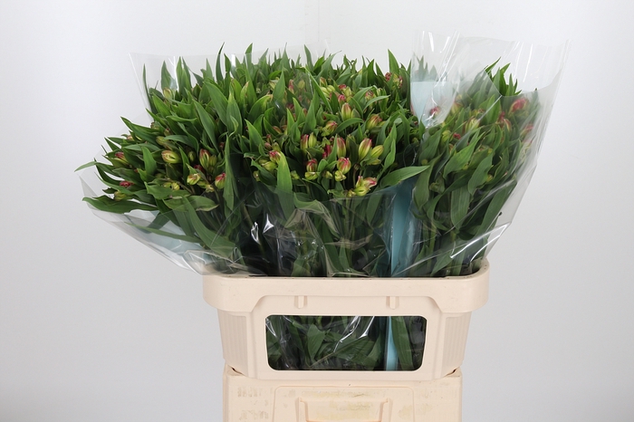 Alstroemeria Pink Paradiso 60 Gram