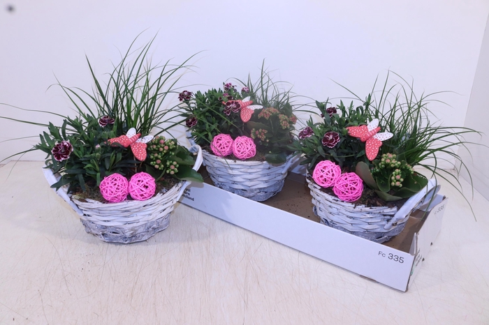 <h4>ARR TUINPLANTEN</h4>