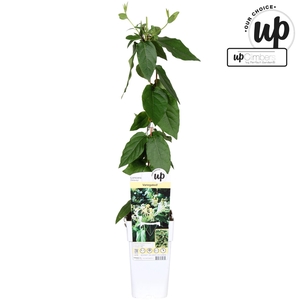 Lonicera henryi
