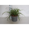 vaste planten 19 cm  Pennisetum Princess Caroline