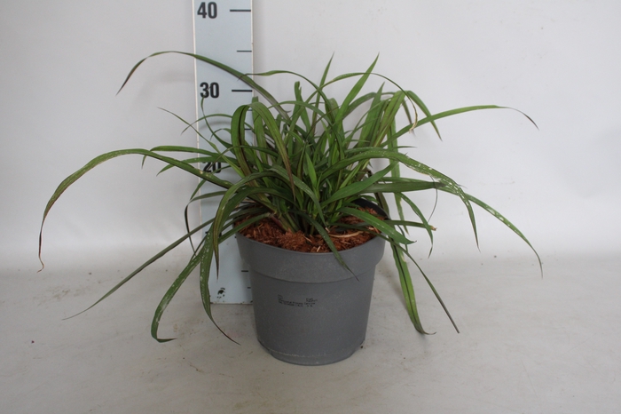 vaste planten 19 cm  Pennisetum Princess Caroline