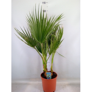 Washingtonia filifera