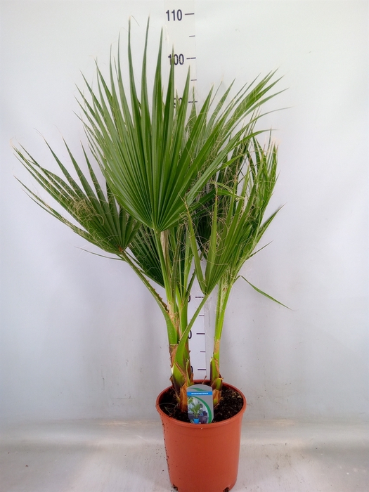 <h4>Washingtonia filifera</h4>