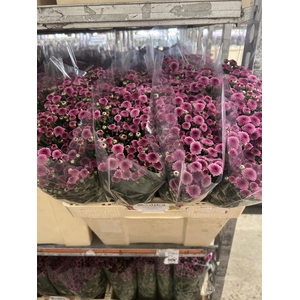 CHR S MAD TYOLO PINK