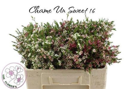 <h4>CHAME UN MY SWEET 16</h4>