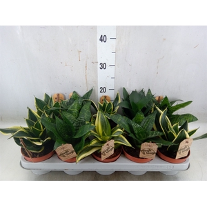 Sansevieria trifa. 'Hahnii'