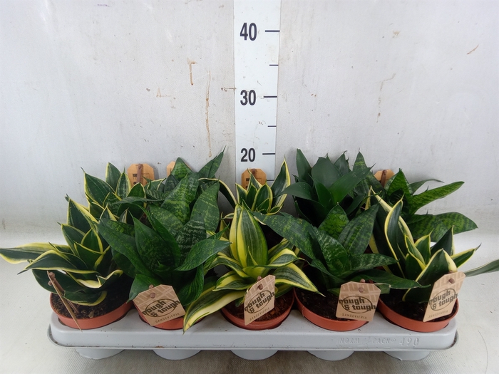 <h4>Sansevieria trifa. 'Hahnii'</h4>