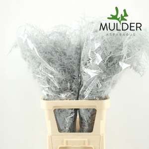 Asparagus Colored WHITE