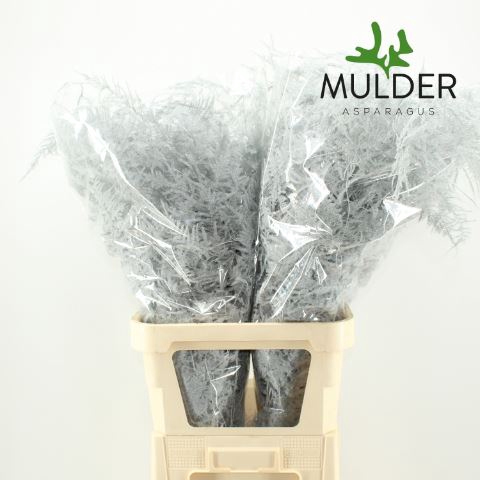 Asparagus DYED White