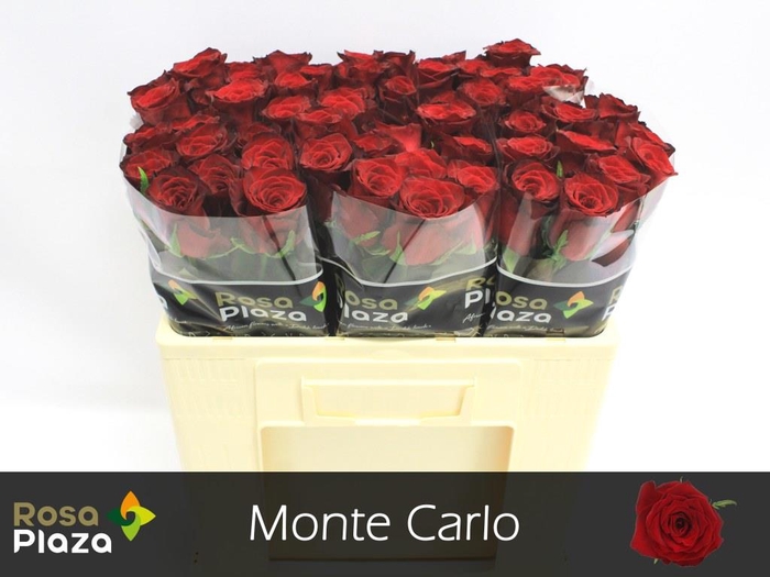 <h4>Rosa la monte carlo</h4>