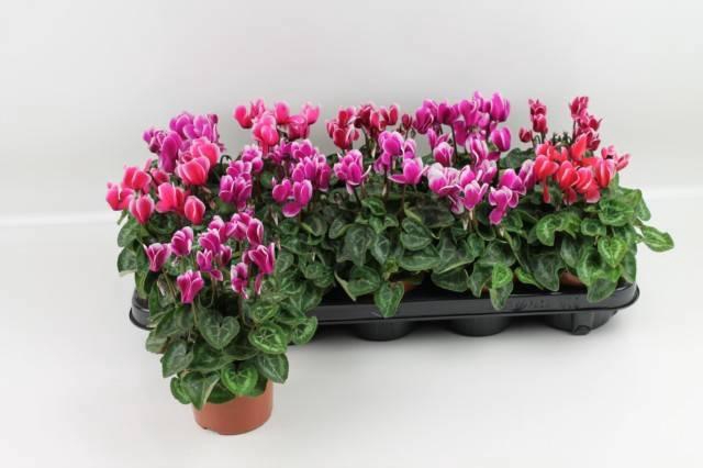 <h4>CYCL KL SUP FUJI</h4>