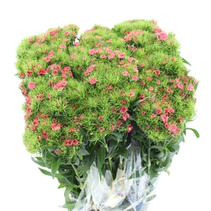 Di Barb Coral Pink Extra