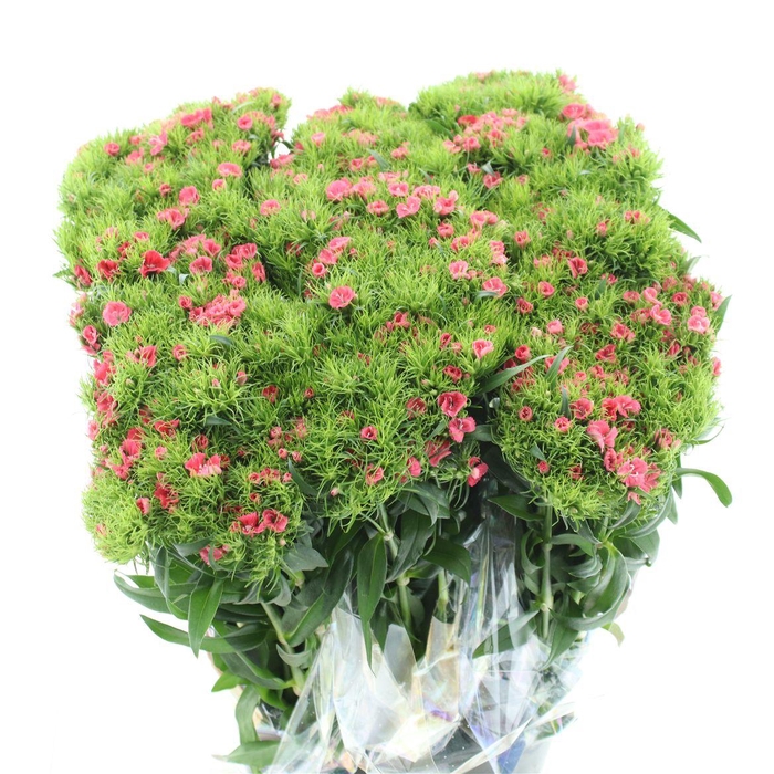 <h4>Di Barb Coral Pink Extra</h4>