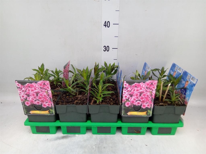 <h4>Phlox panic.</h4>