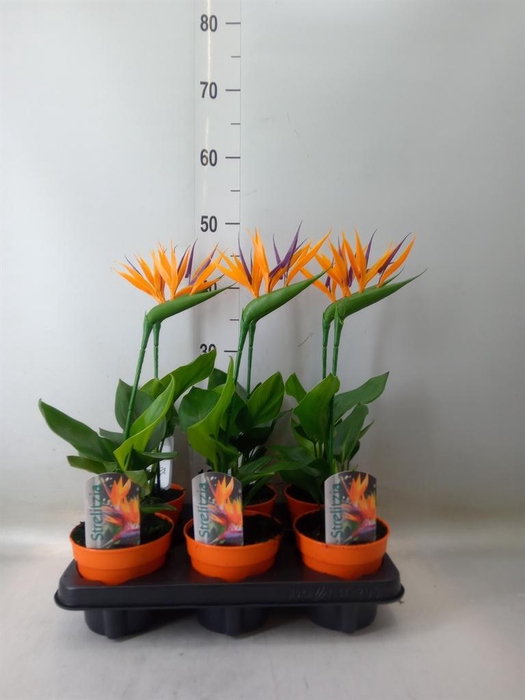 <h4>Arr.  Strelitzia L%</h4>