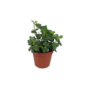 Hedera helix 'Wonder'