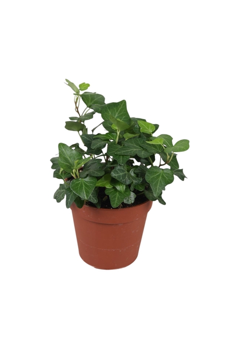 <h4>Hedera helix 'Wonder'</h4>