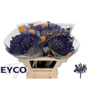 Agap Eyfori Blue