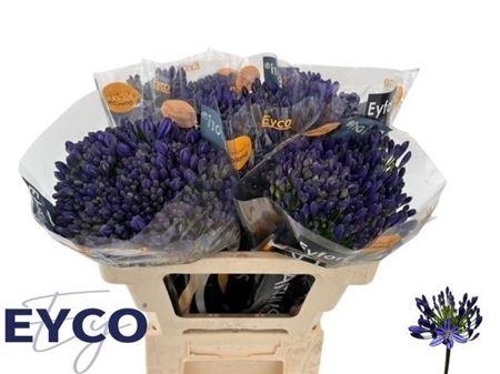 <h4>Agap Eyfori Blue</h4>