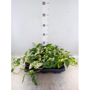 Epipremnum pinn. 'Marble Variegata'