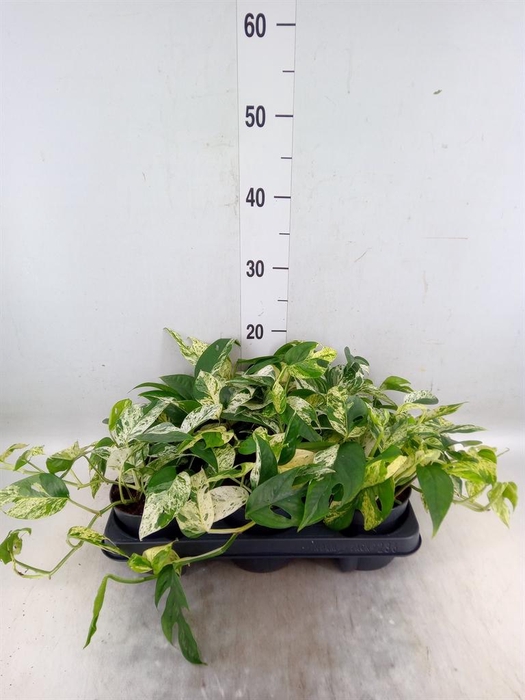 <h4>Epipremnum pinn. 'Marble Variegata'</h4>