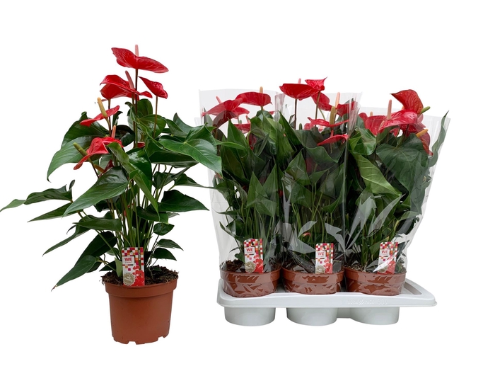 Anthurium andr. 'Felicita'