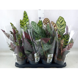 Calathea   ...mix 4