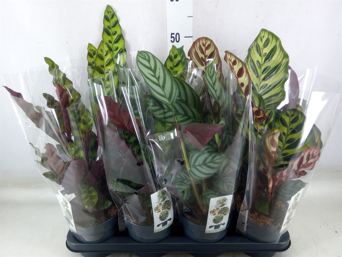 <h4>Calathea   ...mix 4</h4>