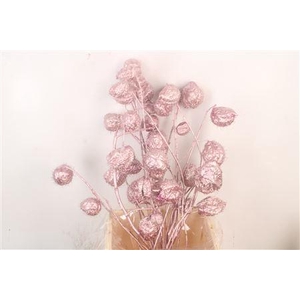 Ascl. Moby Dick Pink Metallic