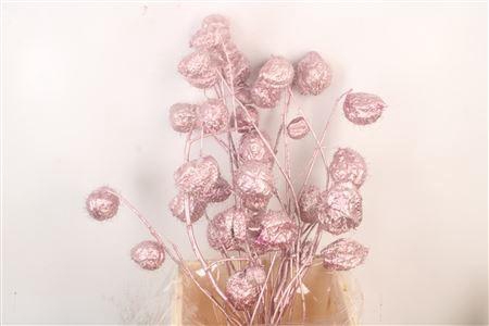 <h4>Ascl. Moby Dick Pink Metallic</h4>