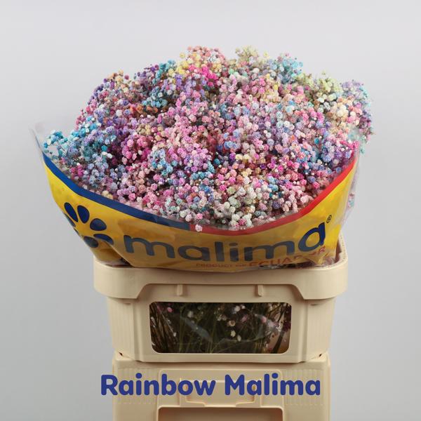 <h4>Gyps Klb Mix Pastel Malima</h4>
