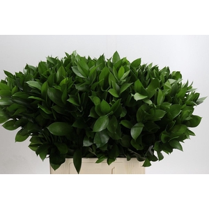 RUSCUS HYPOPHYLLUM
