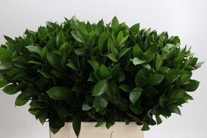 <h4>RUSCUS HYPOPHYLLUM</h4>