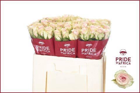 <h4>R Gr Pink Athena</h4>