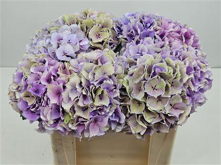<h4>Hydr Cl M Royal Love</h4>