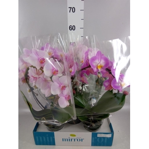 Phalaenopsis   ...mix  3