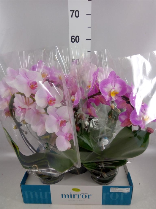 <h4>Phalaenopsis   ...mix  3</h4>