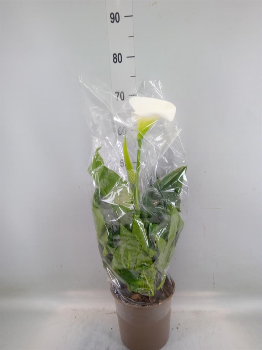 <h4>Zantedeschia aeth.</h4>