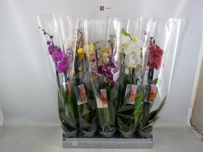 <h4>Phalaenopsis   ...mix  7</h4>