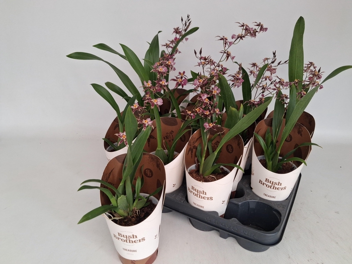 <h4>BRASSIA SUMMER DREAM</h4>