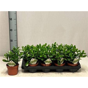Crass Ovata