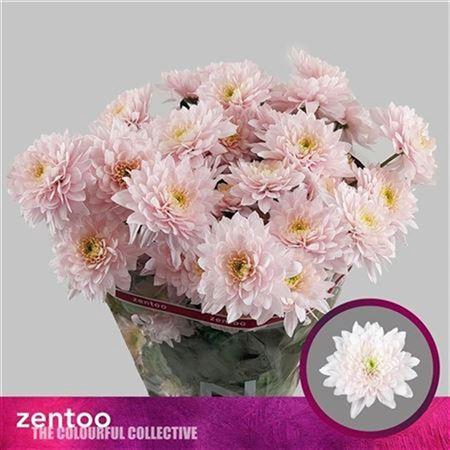 <h4>Chr T Pastela Rose</h4>