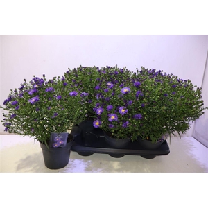 Aster D Blue Lapis