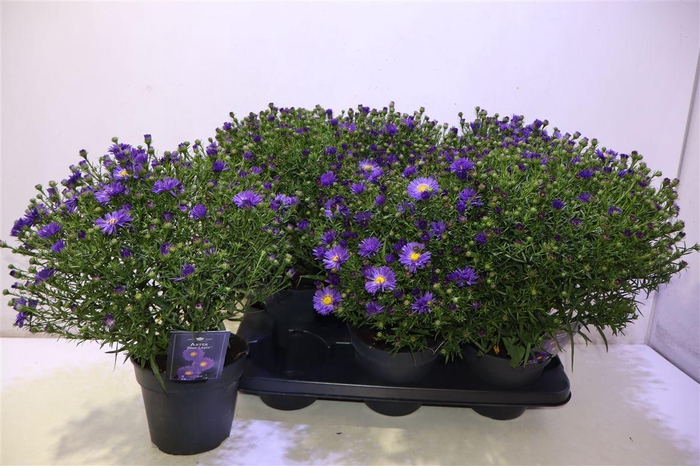 <h4>Aster D Blue Lapis</h4>