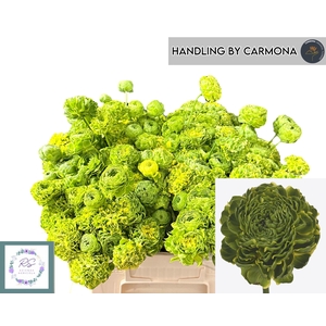 RAN PON PON PETERPAN