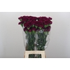 Dianthus St Yukari Violet