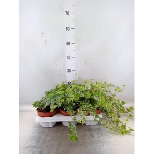 Hedera helix 'White Wonder'
